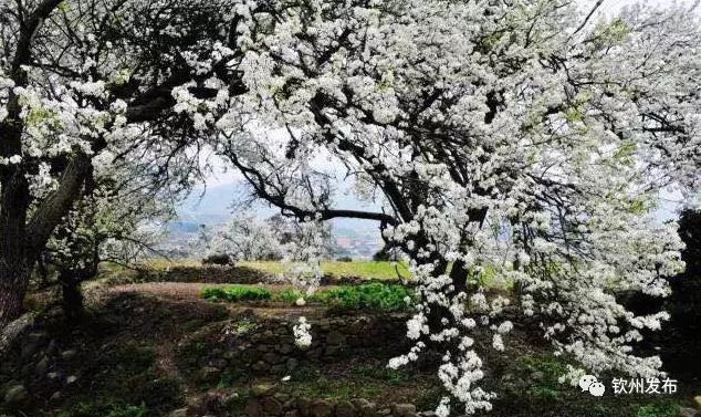 又是一年赏花时,钦北区板城梨花等你来!