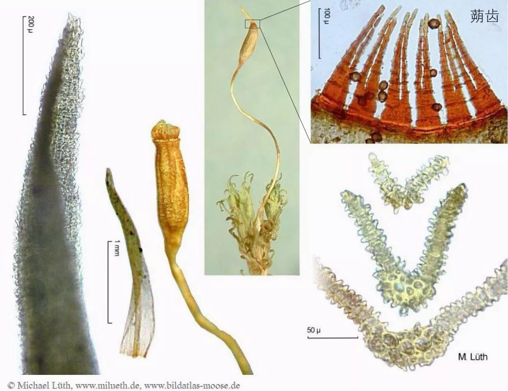 其中有一种称为狗牙藓 cynodontium gracilescens w. p. schimper.