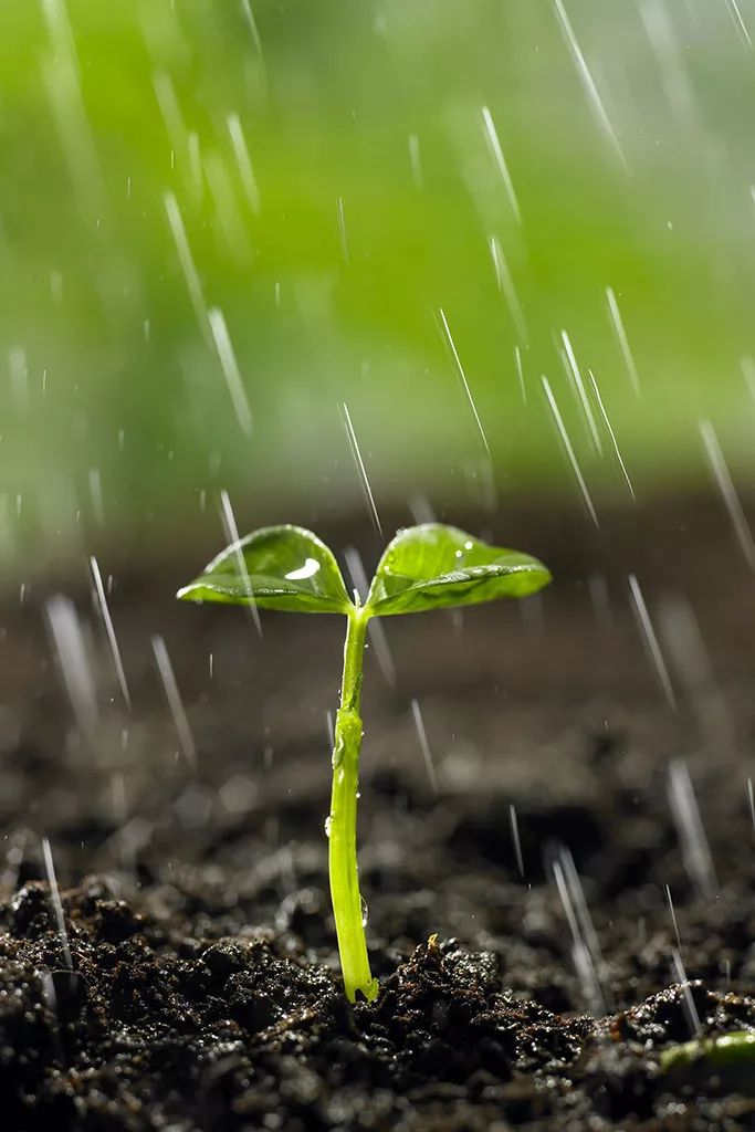 雨水| 沐雨迎春,草木萌动鸿雁来