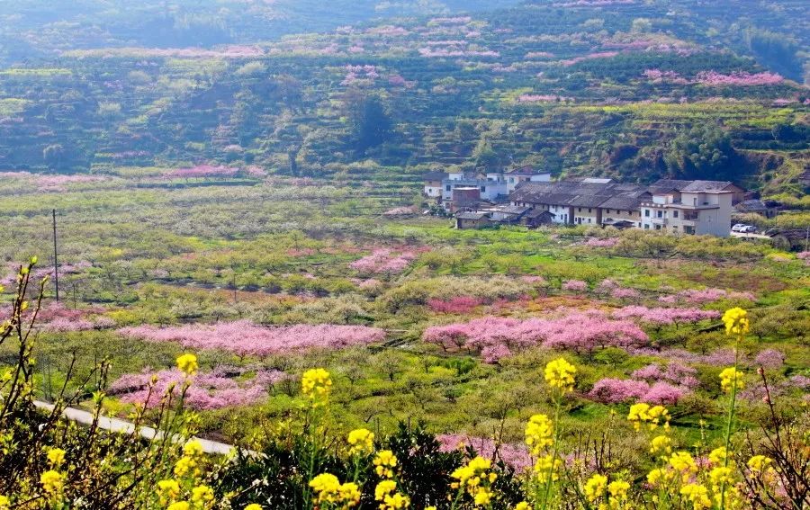 【世外桃源九峰 赏金色油菜花海,纯玩两日赏花团