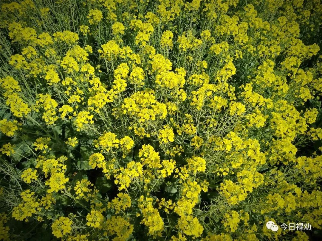 今日禄劝※相约"撒马邑" 赏油菜花海