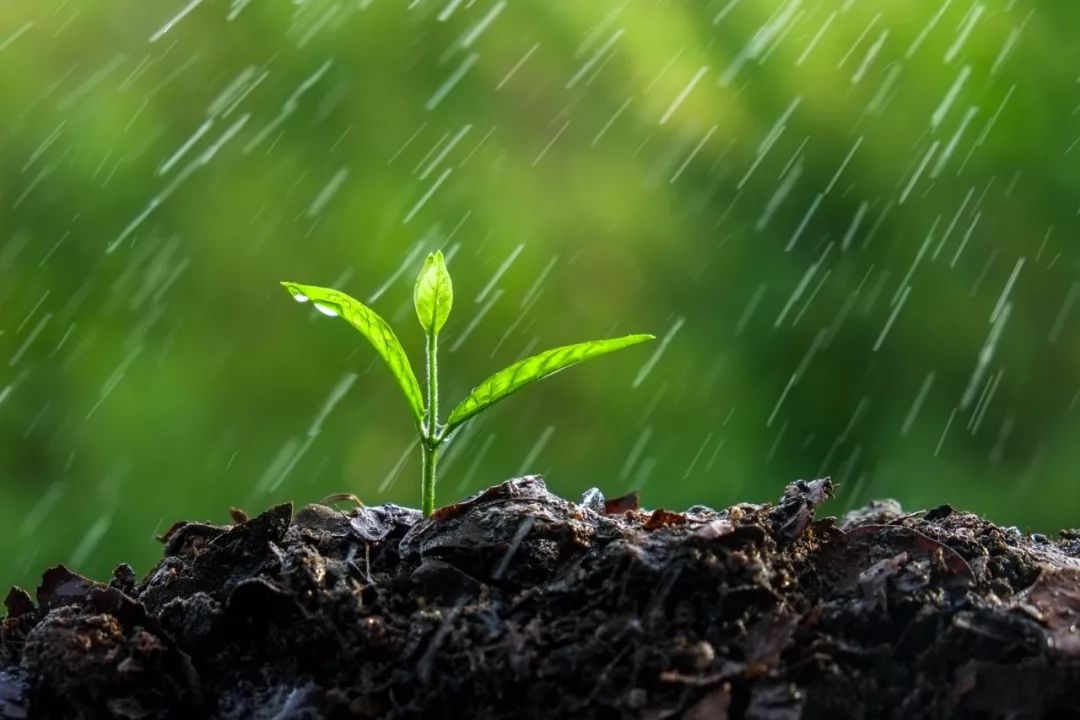 【南昌智通-阖家欢乐】细雨润枝头 悄然迎春来