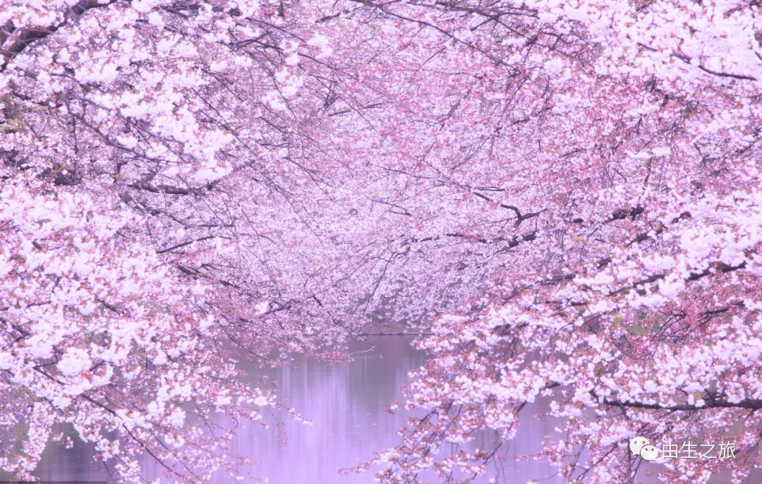 2018年日本樱花季,我在樱花树下等你