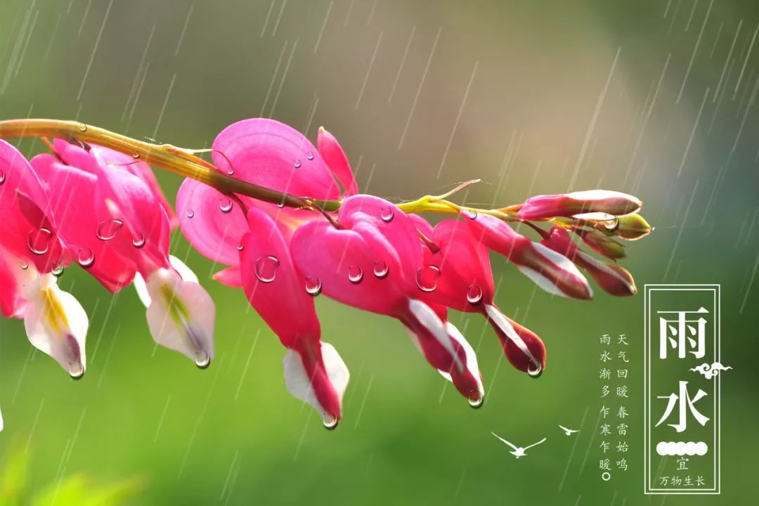 雨水:好雨知时节,润物细无声