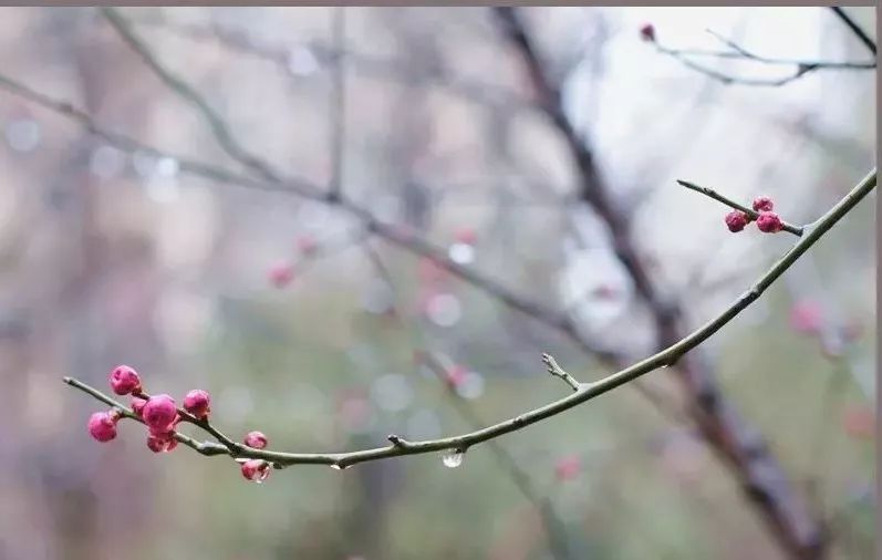 节气| 雨水:一夜春雨 明朝杏花