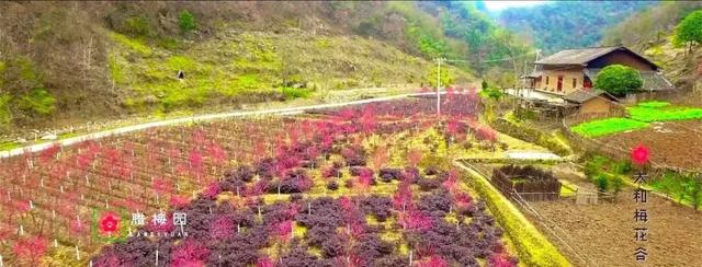 活动看点:太和梅花谷旅游区位于文峰乡太和村境内,景区规划面积43.