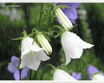 春节又雨水,送你最美的雨中花,快打开看看,越快越好!