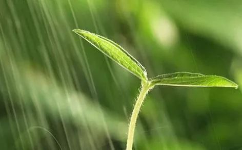 初春小雨