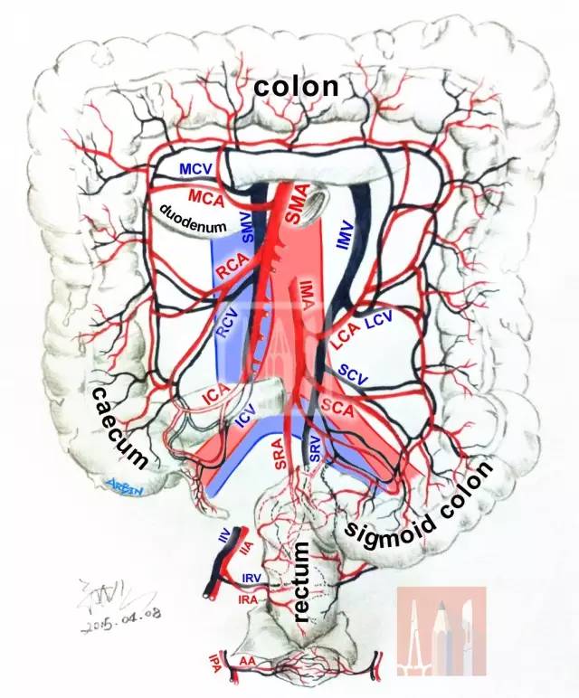 腹部手术中你不可不知道的血管系统大盘点