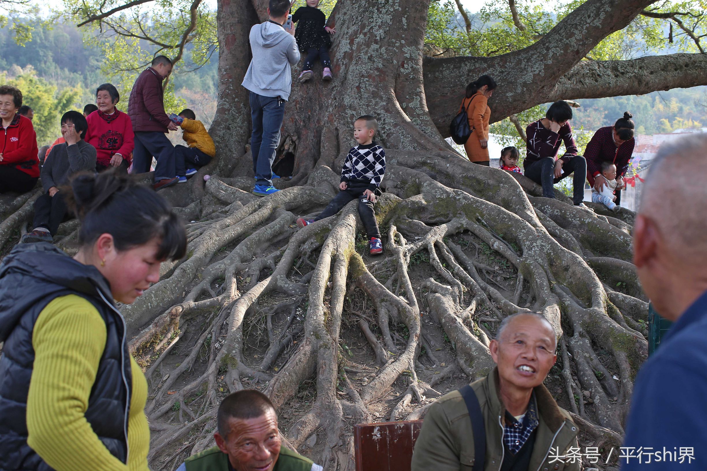 江西百年榕树独木成林, 枝叶能遮百平方米树根能站百人