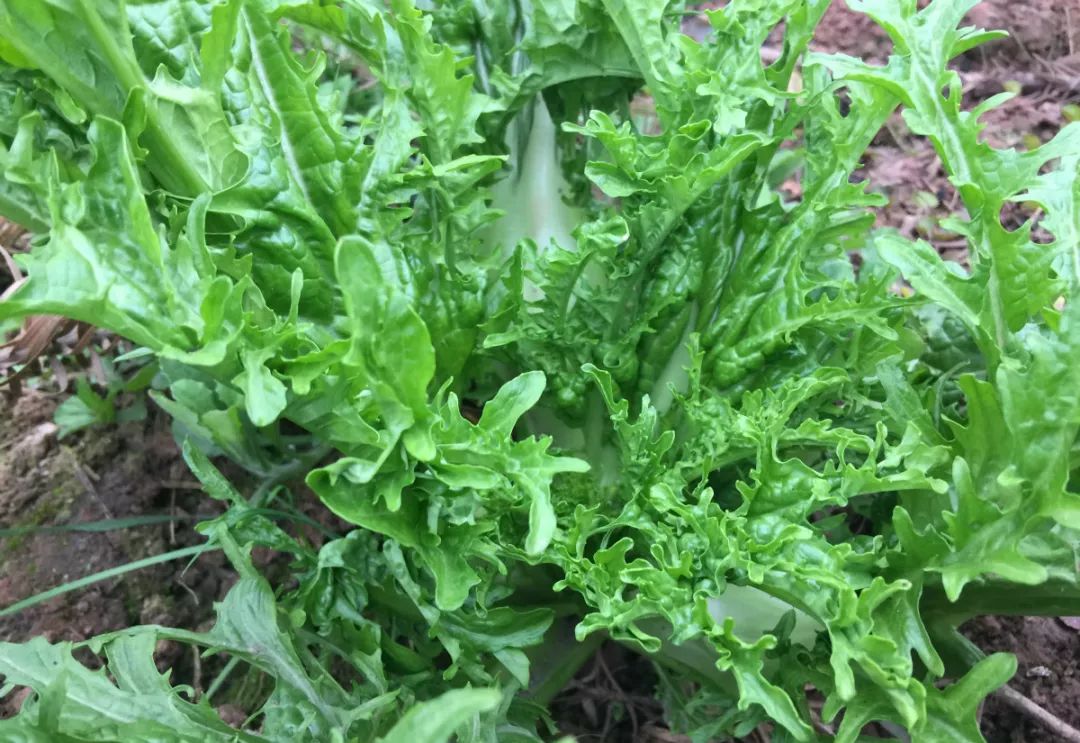 这个我们叫奶奶菜,名字有点怪怪的,因为叶片上长着像奶嘴一样的凸起.