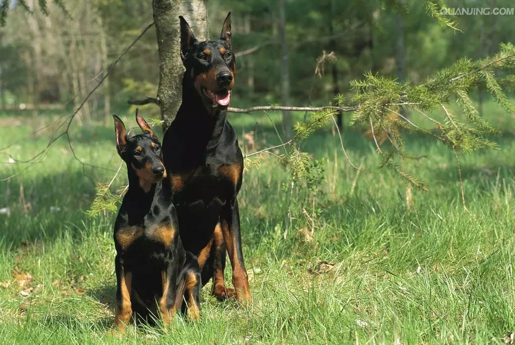 狗年识狗——世界十大著名大型犬