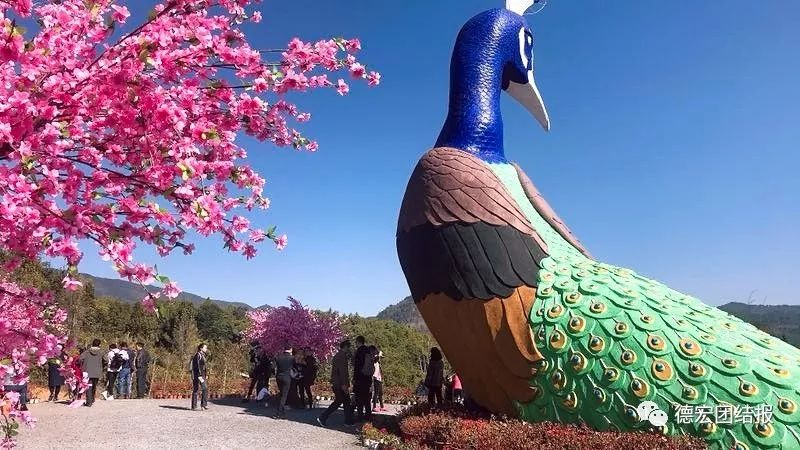 孔雀谷观光(图片由芒市文旅集团提供)