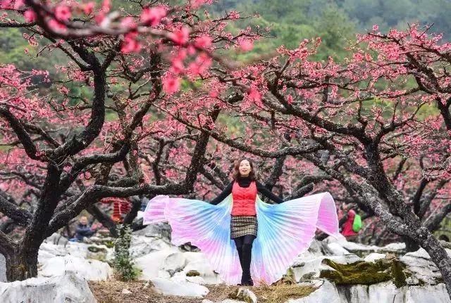 春暖花开2018广东连平桃花节要改期咯