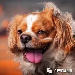 什么家什么犬成语_成语故事图片