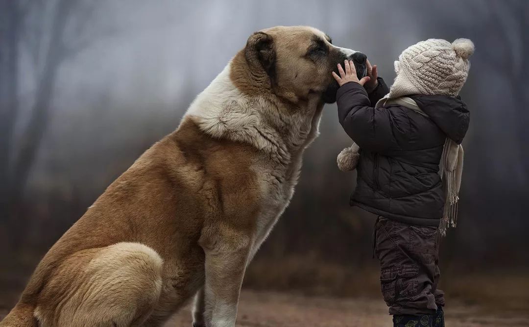 圣伯纳犬——领地意识很强,因此需要非常专业的训练才能很好地运用它