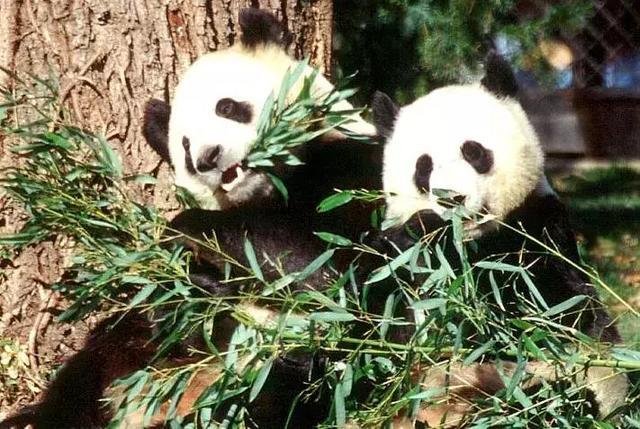 大熊猫与竹子为食这个句子怎么说