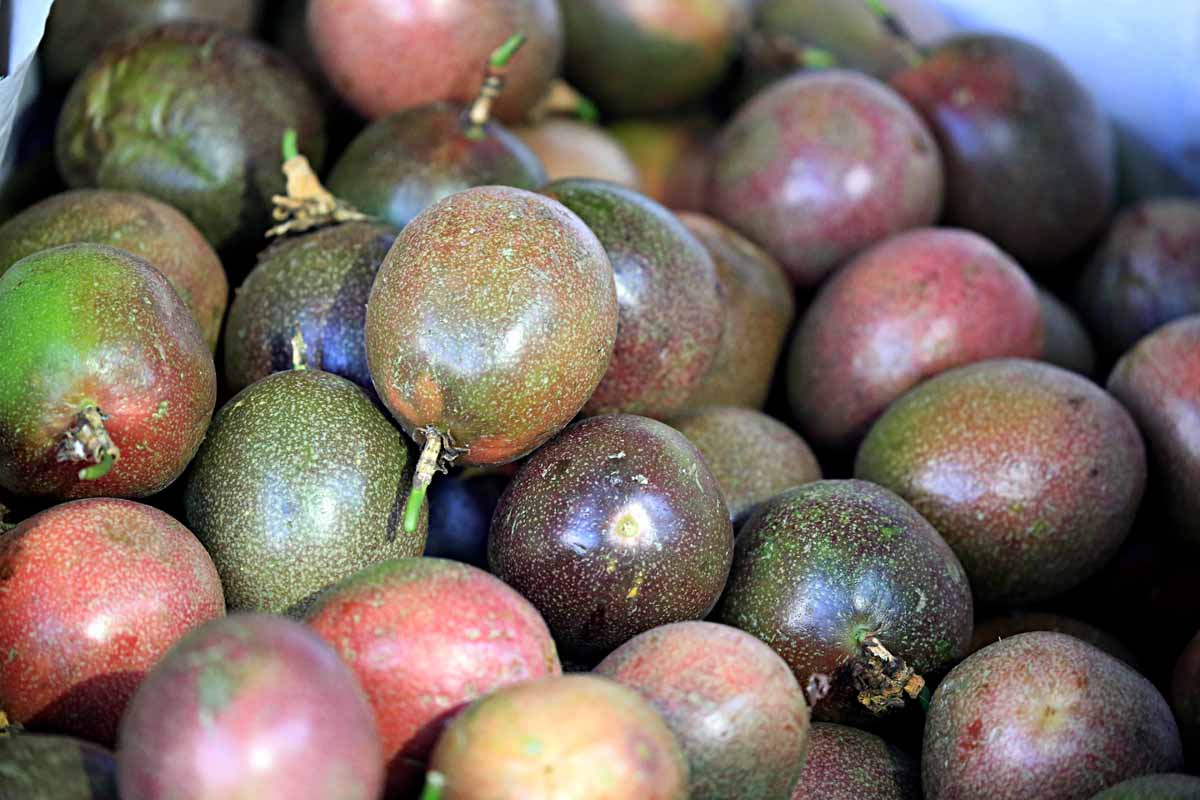 菲律宾十大特色热带水果，去菲律宾留学，一定要尝尝这些水果！_芒果_椰子_果肉
