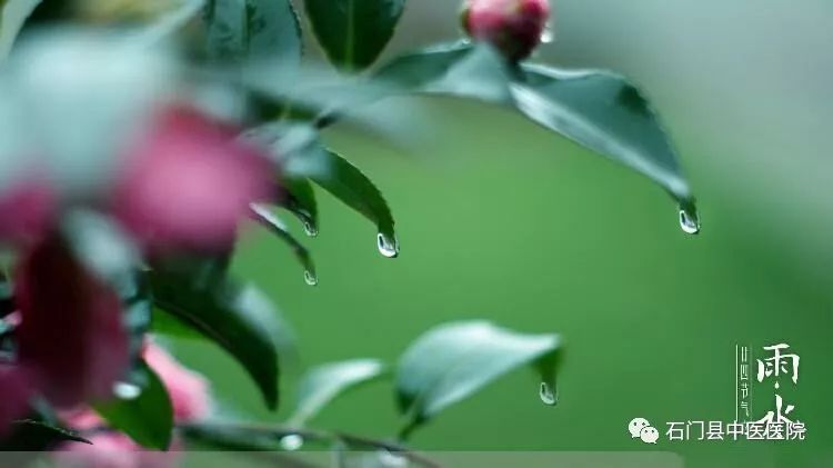 雨水是1年24节气中的第2个节气,时值雨水,草木萌生,大地万物恢复生机