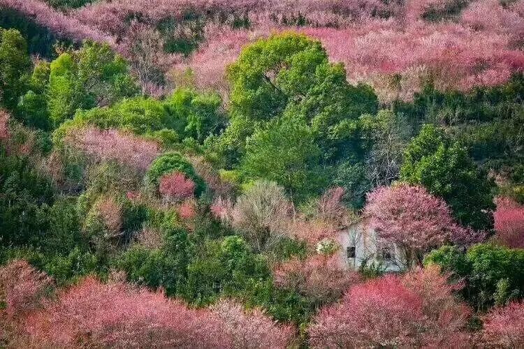 一个美艳欲滴的小山村,漫山遍野的梅花在二月绽放着