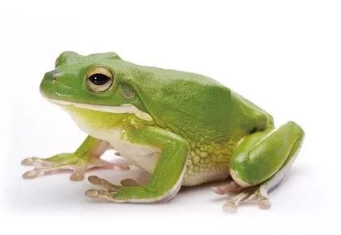 green frog  绿色的青蛙