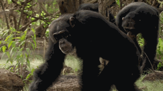 在西非的这片丛林中,一只 年轻的黑猩猩正在盘算如何进入权力中心.