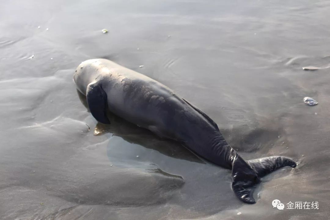 痛心!一海豚搁浅洲渚海滩,发现时已死亡!