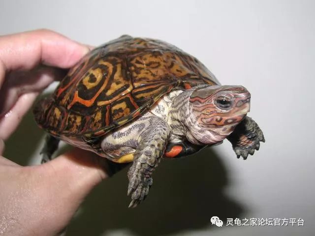 油彩木纹龟 哥斯达黎加木纹龟