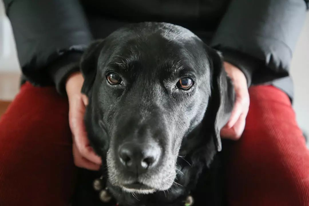 拉布拉多,9岁)导盲犬周健明从福瑞达1岁多正式上任缉毒犬岗位时就是它