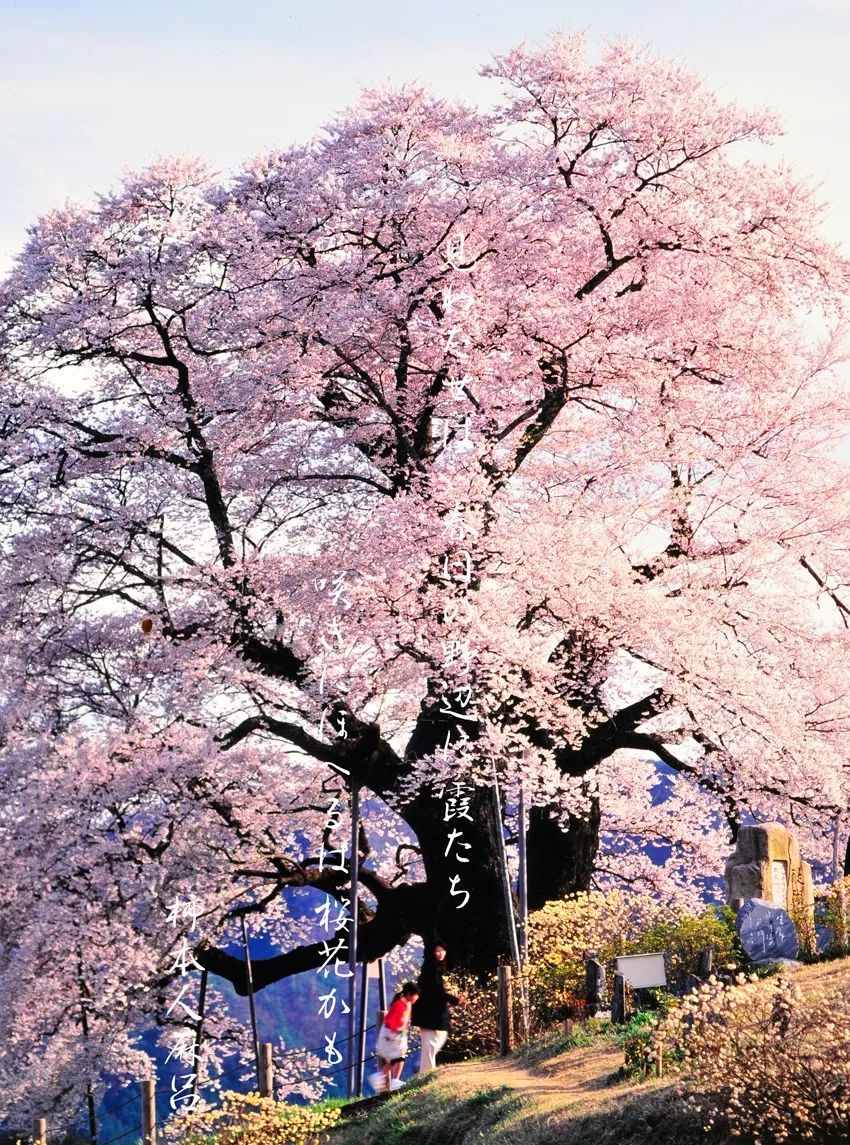 在朋友圈看完北海道的雪,樱花又要来了