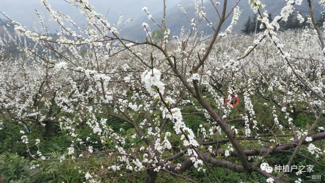 珍珠李花期管理技术要点