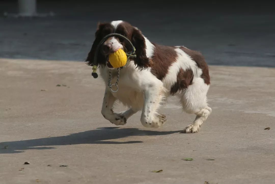 此时缉毒犬就能派上用场.