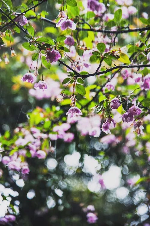 节气读诗丨这九场春雨,哪一场滴在你的眉间心上