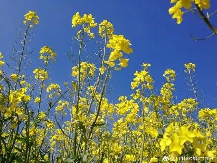 配图大理巍山共种植油菜花面积4.2万亩,其中庙街镇就有2.