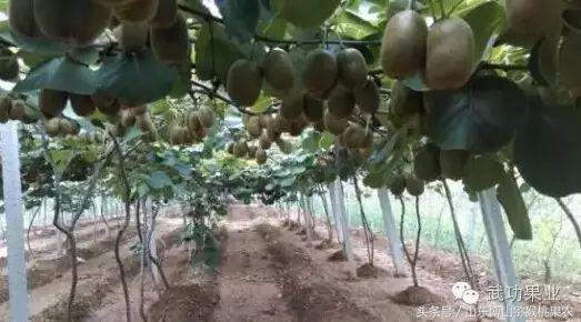 解析山东猕猴桃种植发展历史,淄博猕猴桃堪称中国猕猴桃种植奇迹