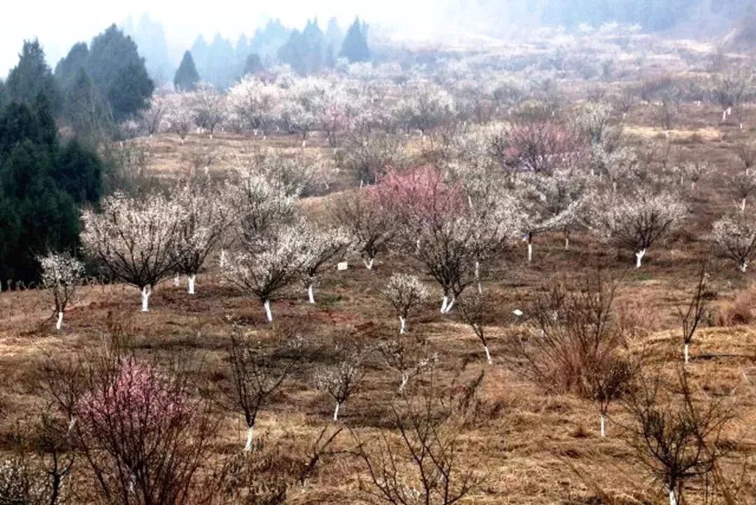 魏城赏梅花到这里就像回家,在亲切熟悉中松弛身心.