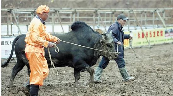 斗牛用两根牛绳牵入场内.