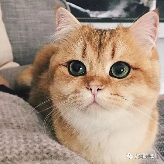 一只自带眼线的橘猫…这自带妆感的大眼睛,很妖艳咯