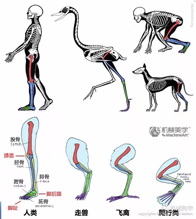 不同物种的腿部结构