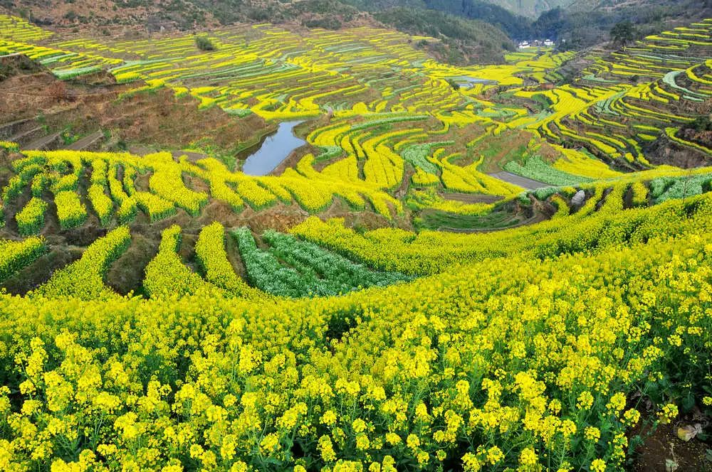 3月2日/7日(仅此2班),新春特惠199元/人 梯田花海鲜花小镇篁岭,千年