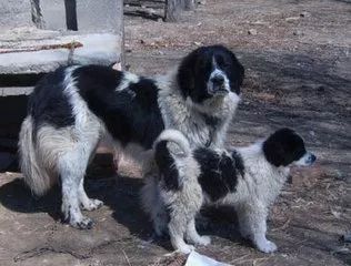 新疆的土狗哈萨克牧羊犬都到哪里去了