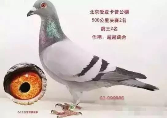 【鸽经验】一场比赛赢430万的鸽子,看主人怎么说!