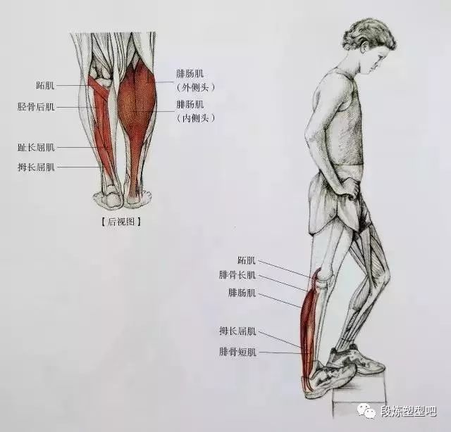 下面是 小腿 的 肌肉结构图,可以简单了解一下