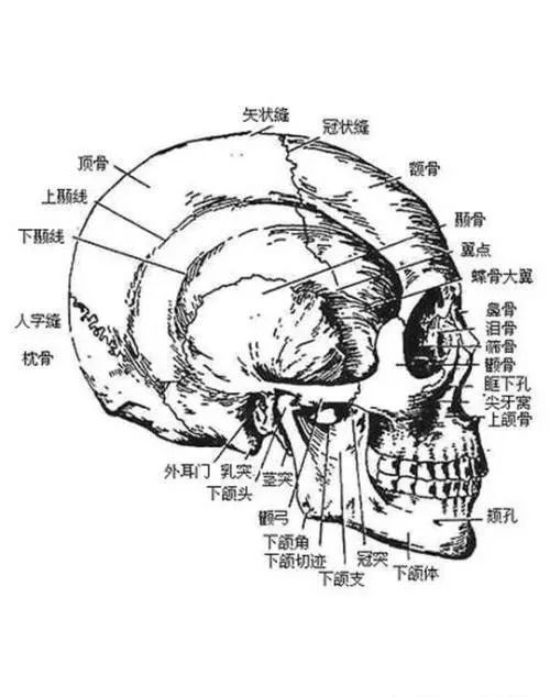 颅外肌肉 经常造成头痛的肌肉有:位于头两侧颞窝的颞肌,颈部深层的半