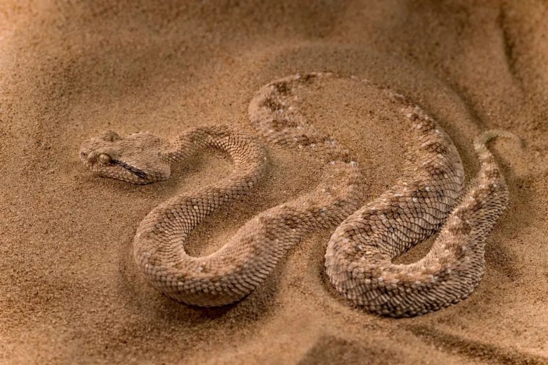 venomous viper 剧毒的毒蛇这条阿拉伯角蝰正在将自己埋进沙子里.