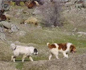 新疆的"土狗"---哈萨克牧羊犬都到哪里去了?