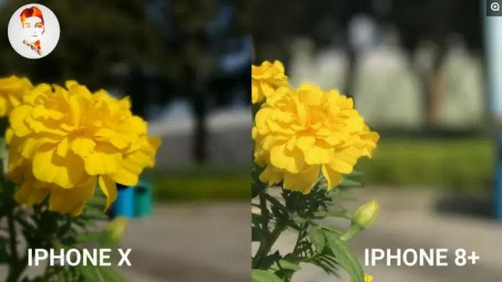 景深效果,iphone x和iphone8plus有啥不同看出来了吗?