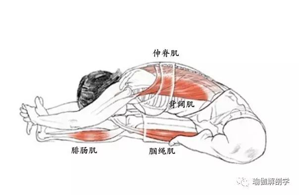 4,头碰膝前屈伸展坐式的解剖体位图