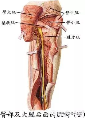 坐骨大孔被梨状肌分隔为梨状肌上孔和梨状肌下孔,孔内有血管,神经