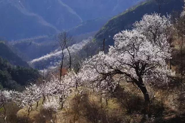 谁说现在去平谷只能赏桃花?北寨万亩杏花已经绽放!